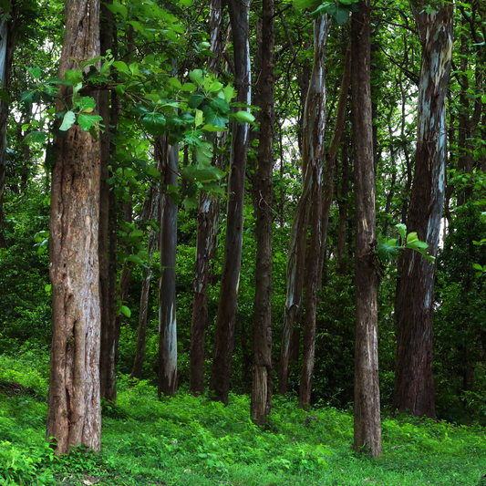 From Forest to Table: The Journey of Andcetra’s Eco-Friendly Kitchenware