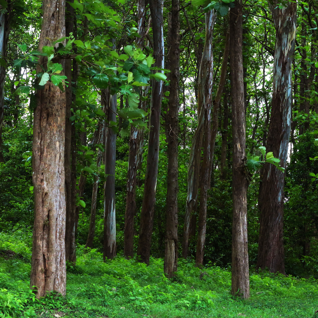 From Forest to Table: The Journey of Andcetra’s Eco-Friendly Kitchenware